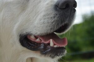 chien mauvaise haleine