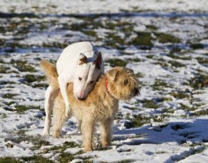 chien monte congénères