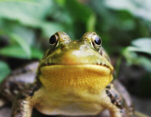 chien mordu crapaud