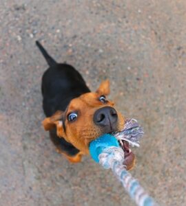 jouer avec son chiot corps