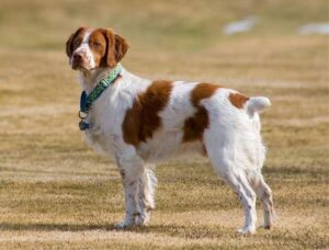 coupe oreilles queue chien corps