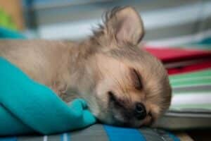retournement estomac chien corps