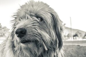 Mon chien a des pellicules que faire-2