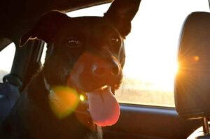 chien malade en voiture