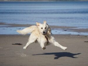 Partir à la mer avec son chien
