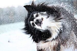 neige chien corps