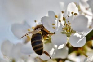 piqûres abeille