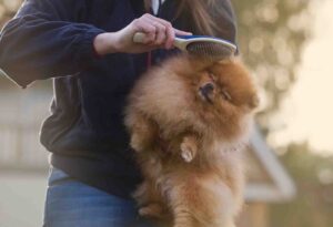 chien perd ses poils