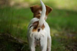 chien mord queue
