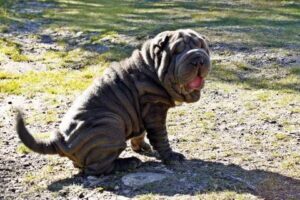 troubles intestinaux chien corps
