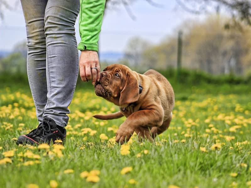chien particulier