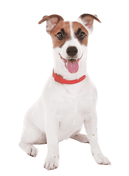 jack russel assis sur son postérieur