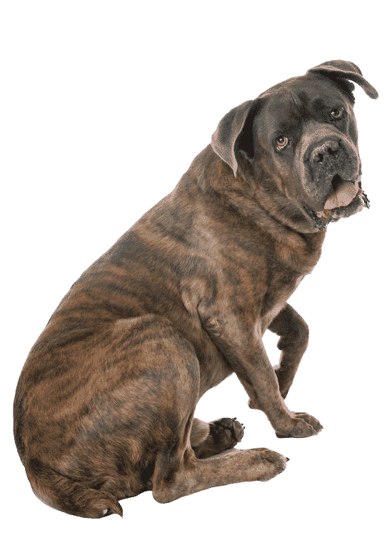Cane corso assis