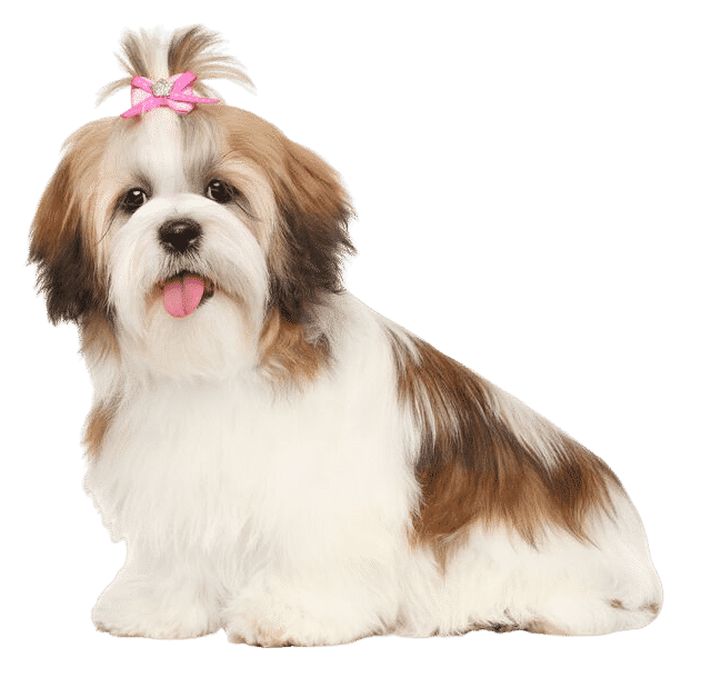 shih tzu assis sur son postérieur