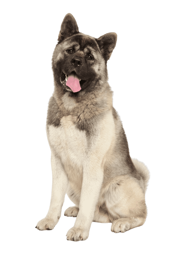 akita americain assis