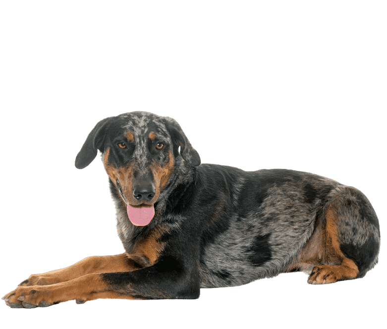 Beauceron couché