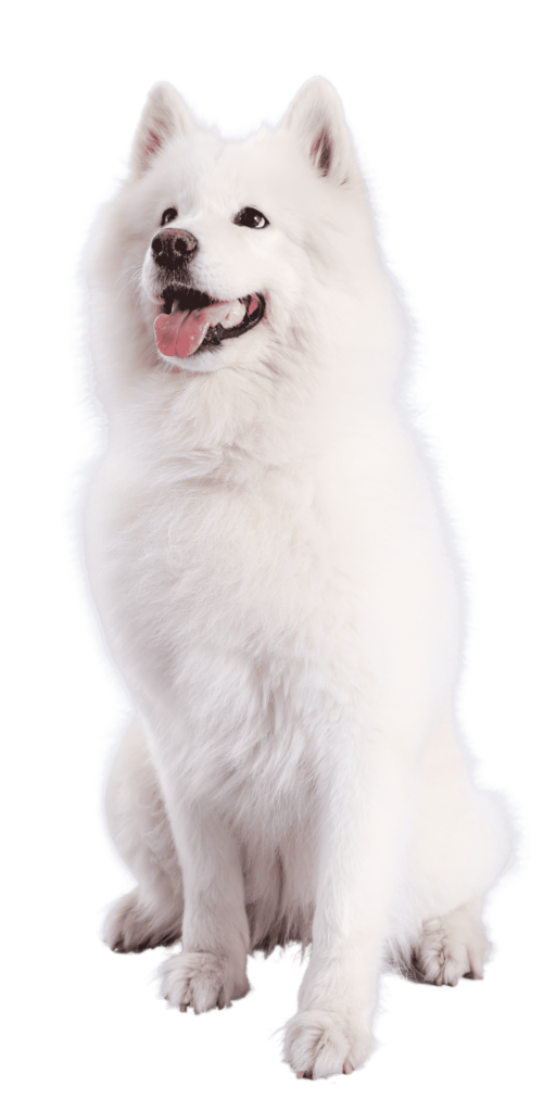 Samoyede assis
