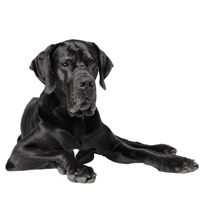 Dogue allemand couché