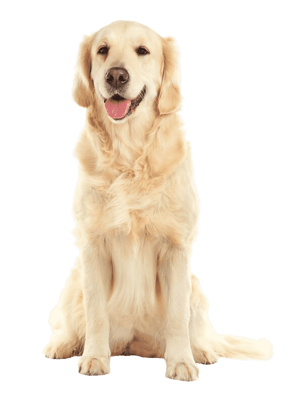 Golden Retriever assis
