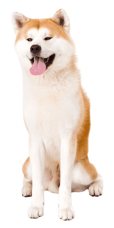 Akita-inu assis