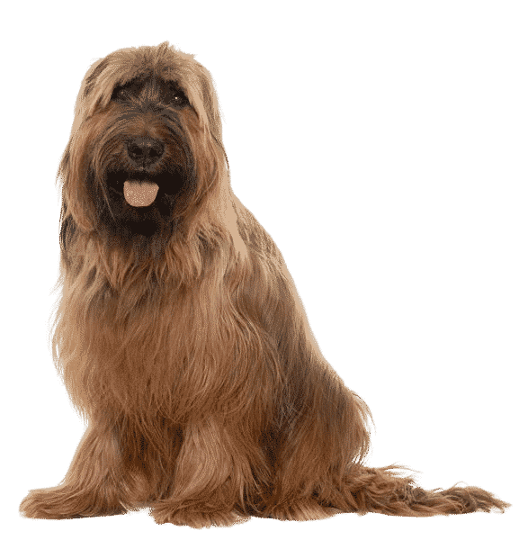 briard assis