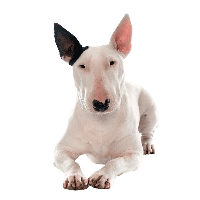 bull terrier allongé