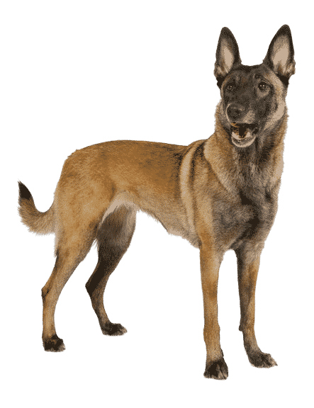 malinois sur ses pattes