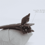 Collier Esprit Dog
