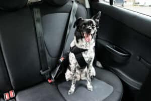 Transporter son chien en voiture-1