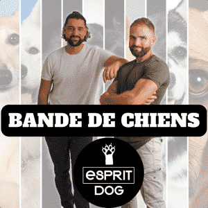 Épisode 16 - Agressivité humains, comment cela commence