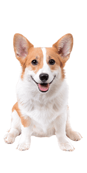 Le corgi assis sur son postérieur