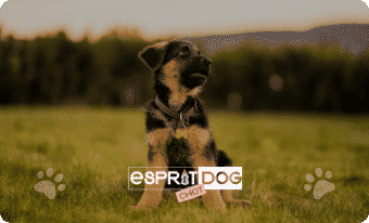 Les chapitres : Esprit Dog Choit